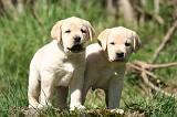 LABRADOR 1162